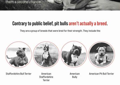 A long printed graphic that talks about pit bulls and how they are misunderstood with statistics.