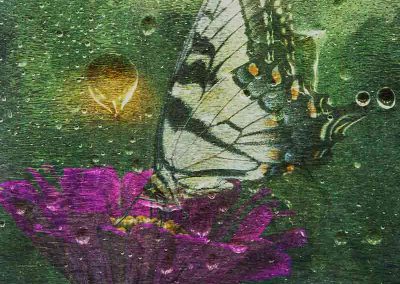 Photograph of a butterfly on a flower with raindrops.
