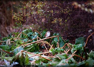 Photography of a bird among dead plants.
